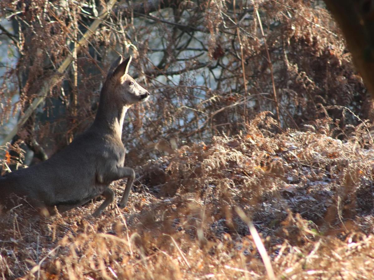Deer Lodge Wimborne Minster Esterno foto