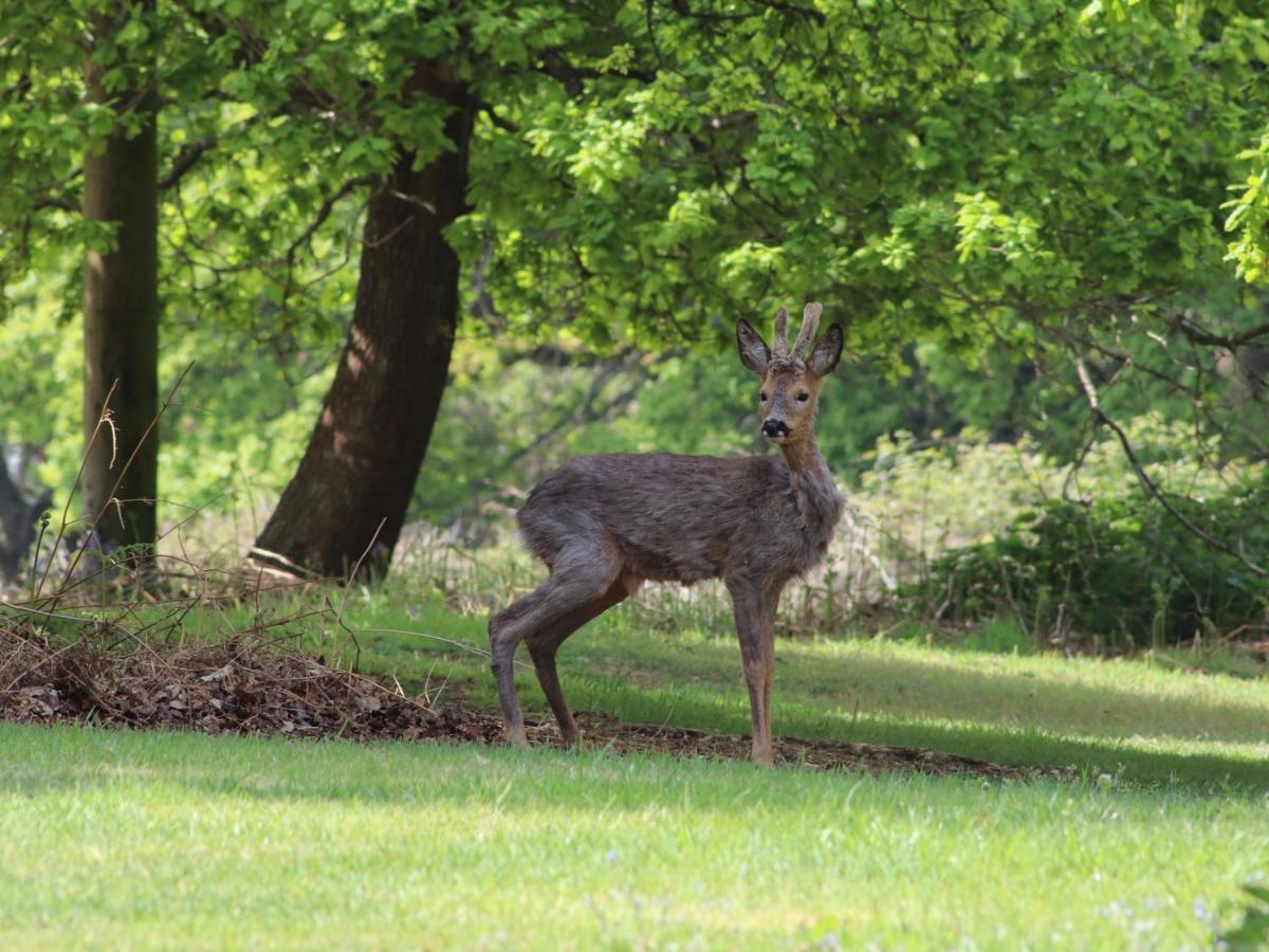 Deer Lodge Wimborne Minster Esterno foto